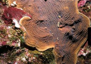 Coral oreja.jpg