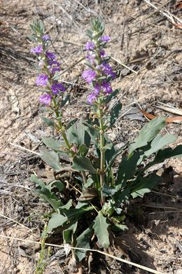 Ajuga grandiflora.jpeg
