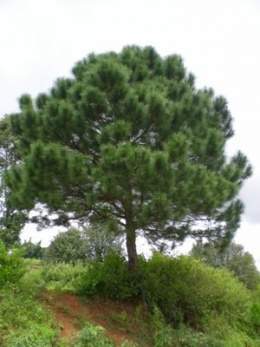 Pinus latteri.jpg