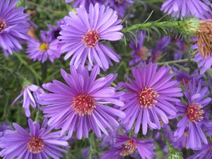 Aster amellus.jpeg