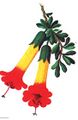 Flor nacional de Bolivia.jpeg