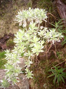 Helichrysum heliotropifolium 2.jpg