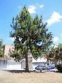 Pinus caribaea.jpg