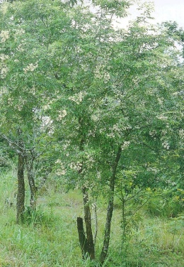Dalbergia cochinchinensis.JPG