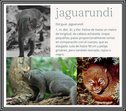 Jaguarundi.jpg
