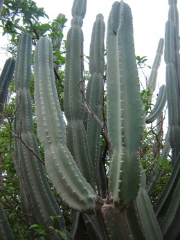 Cereus forbesii a2 (1).JPG