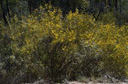 Acacia leptostachya.jpg