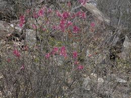 Ipomoea bracteata.jpeg