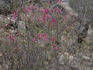 Ipomoea bracteata.jpeg