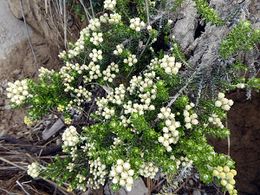 Ozothamnus leptophyllus.jpg