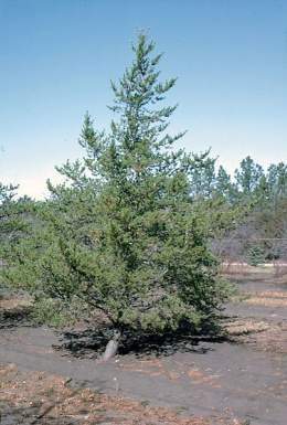 Pinus banksiana.jpg