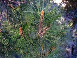 Pinus herrerae.jpg