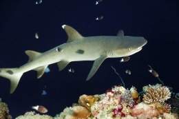 15-abril-2011-07-38-00-foto-de-archivo-de-tiburon-de-punta-blanca-en-un-arrecife-de-coral-de-palau detalle media.jpg