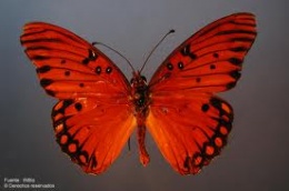 Agraulis vanillae1.jpeg