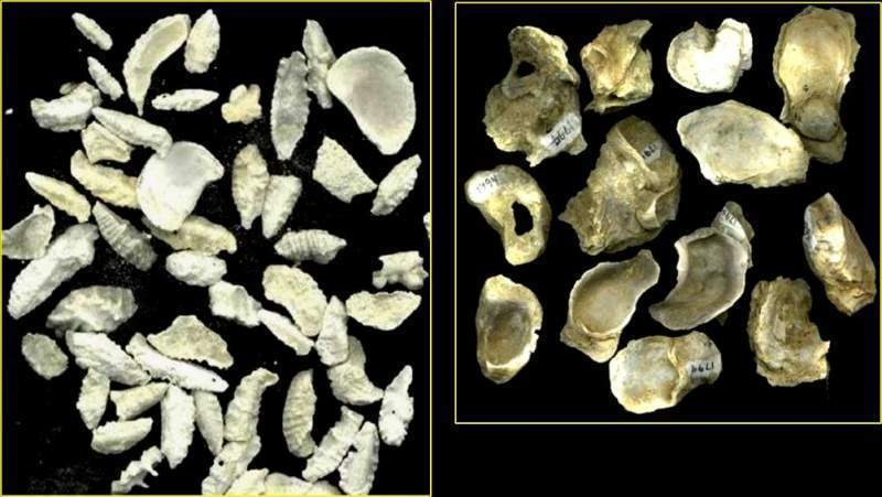 Archivo:Conchas de Moluscos.jpg