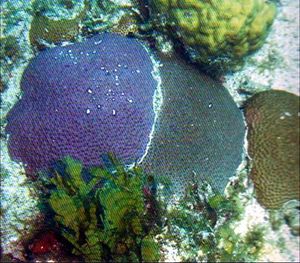 Coral de estrellitas.jpg