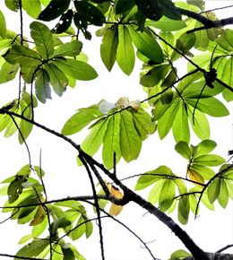 Ficus megaleia.jpg