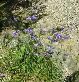 Campanula marchesettii.jpg