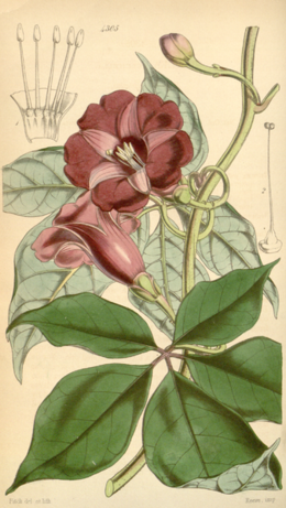Ipomoea lineolata.png