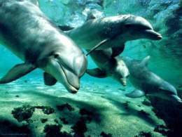 Delfines sociales.jpg