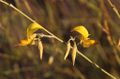 Crotalaria virgultalis 2.jpeg
