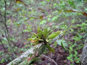 Zygostates kuhlmannii.jpeg