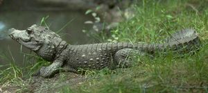 Cocodrilo enano.jpg