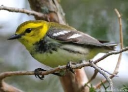 Dendroica virens.jpeg