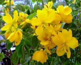 Cassia-corymbosa-flores.jpeg