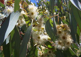 Eucalyptus melliodora.jpg