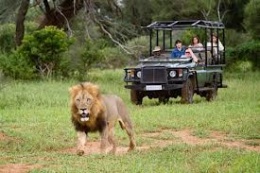 Parque Nacional Kruger..jpeg