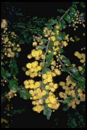 Acacia costiniana.jpg