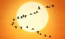 Migración de las aves.jpg