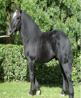 Percheron 2.PNG