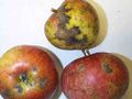 Frutales-moteado-manzanas-p.jpg