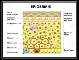 Epidermis células.jpg