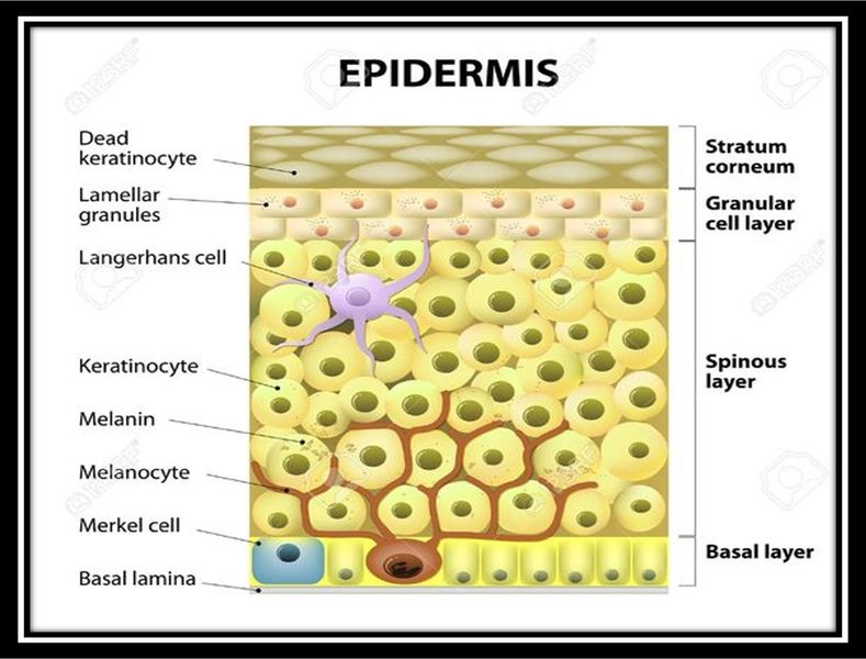 Archivo:Epidermis células.jpg