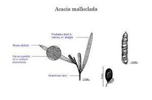 Acacia malloclada.jpg