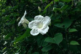 Ipomoea proxima.jpeg