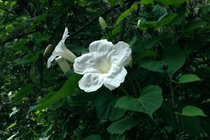 Ipomoea proxima.jpeg