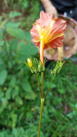 Ipomoea funis 1.jpeg