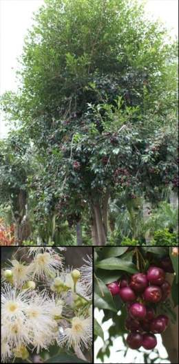 Syzygiumoleosum.jpg