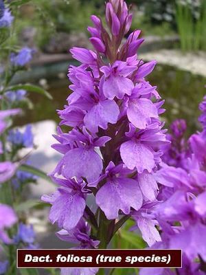 Foliosa.jpg