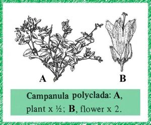 Campanula polyclada.jpg