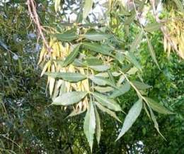 Fraxinus-angustifolia-bonsa.jpg