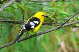 Emberizidae.jpg