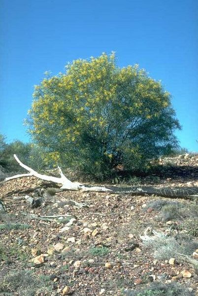 Archivo:Acacia ensifolia.jpg