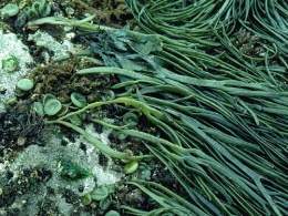Alga espagueti de mar.jpg