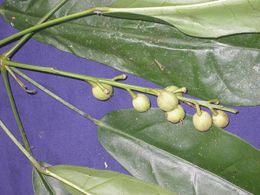Croton nubigenus.jpg