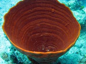 Cribrochalina vasculum.jpg